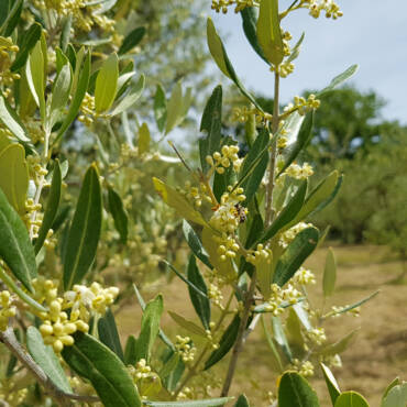 La riscoperta di antiche tecniche agronomiche